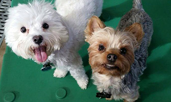 Two Dogs Smiling